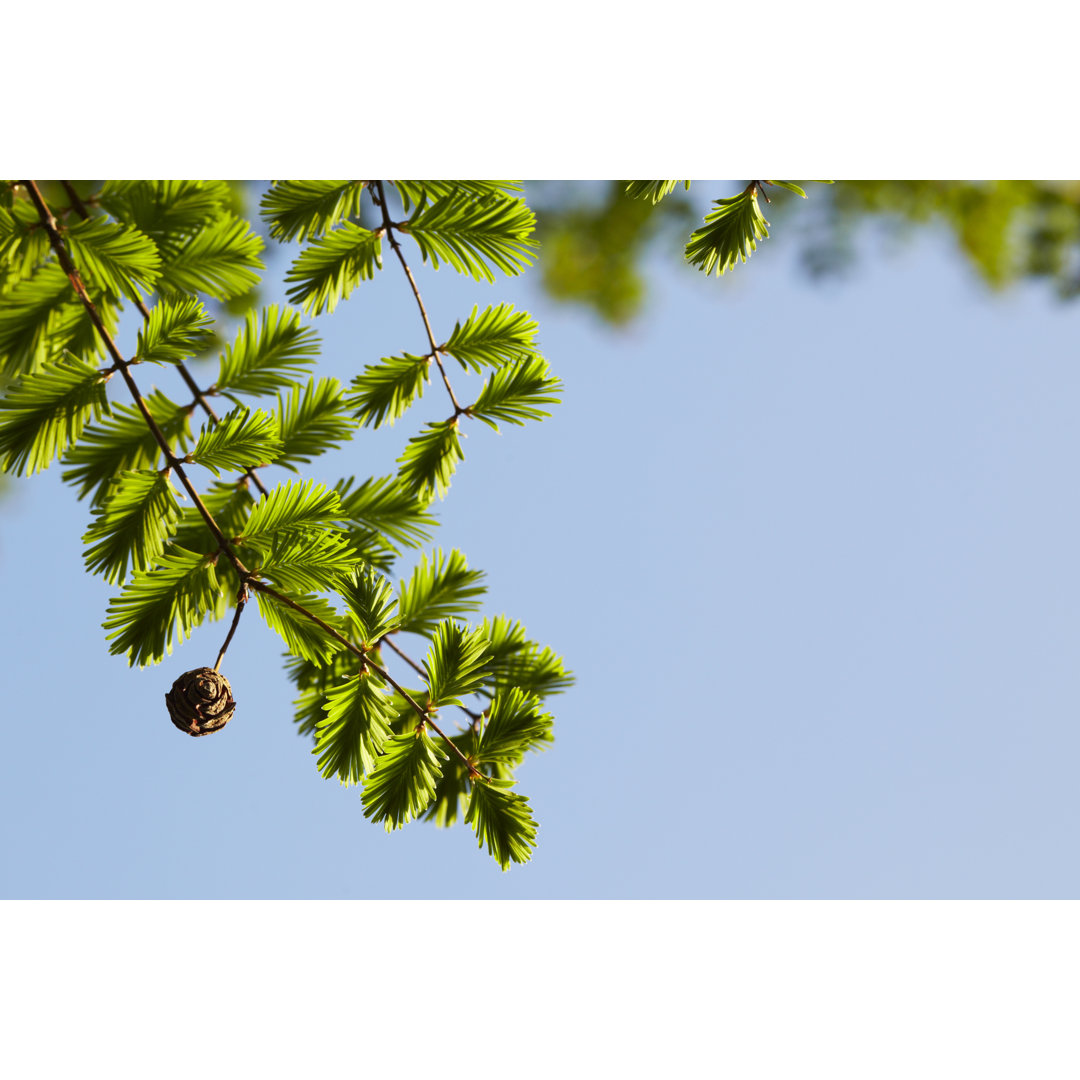 Sequoia Blätter Hintergrund