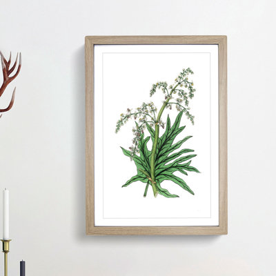 Chinese Rhubarb Illustration - Picture Frame Painting Print