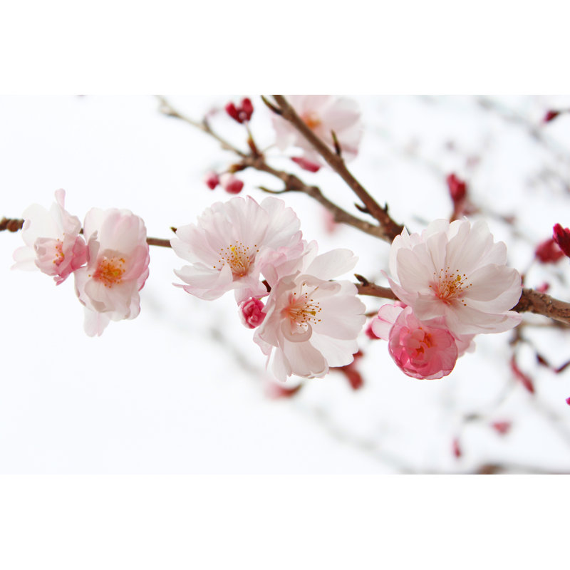 Cherry Blossom Tree by Ranmaru_ - Wrapped Canvas Print, 81cm H x 122cm W