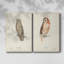 Scops Eared Owl - Toile tendue avec châssis de qualité supérieure - Prêt à être accroché-560607896