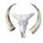 Real Longhorn Skull