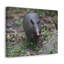 «Armadillo Chasse», art mural-752250023