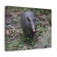 No Frame Print on Canvas-758864172