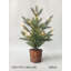 Faux pin en pot 20 po