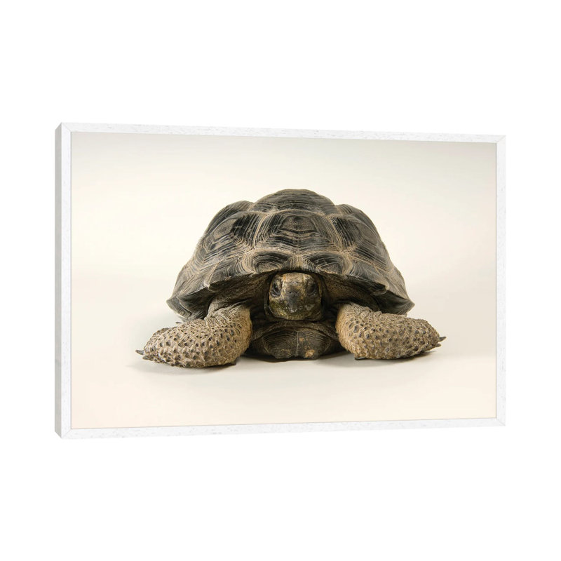 A Volcan Darwin Giant Tortoise At Omaha's Henry Doorly Zoo And Aquarium 1 Piece Wall Art on Canvas, 101.6 cm H x 66.04 cm W