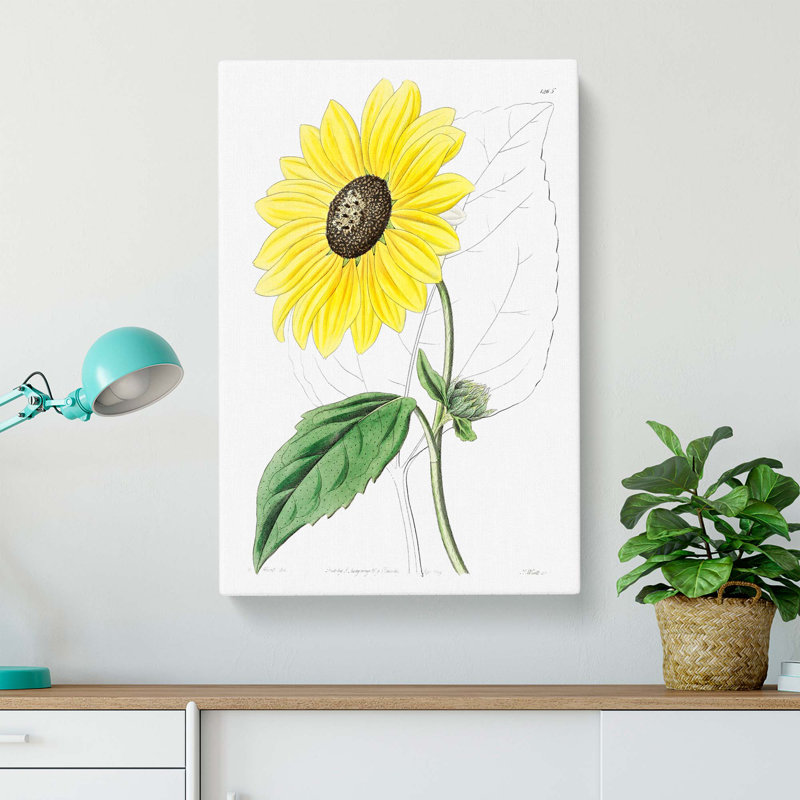 A Californian Sunflower - Wrapped Canvas Painting, 76cm H x 50cm W x 3cm D