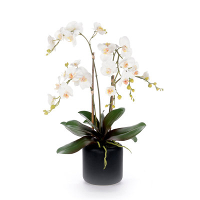 White Orchid Flower Arrangement in Black Pot