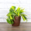 Live Brazil Philodendron Plant in Classic Pot-49662239