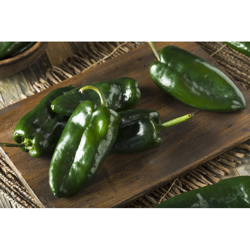 Poivre Poblano biologique, H 8 po x l 12 po