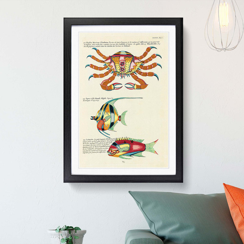East Indies Fish & Crab Illustrations XXXIX by Louis Renard - Picture Frame Painting Print, 48cm H x 36cm W x 2cm D