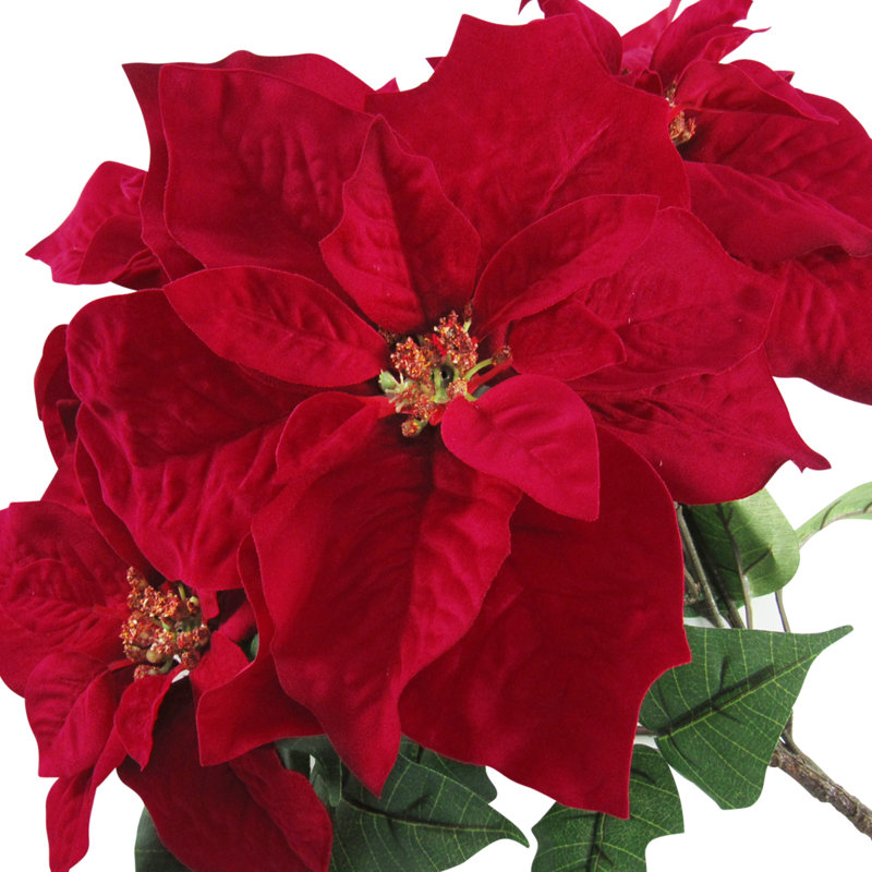 Poinsettia