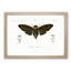 Giant Cicada Illustration by Charles D'Orbigny - Picture Frame Painting Print-55608294-55608297