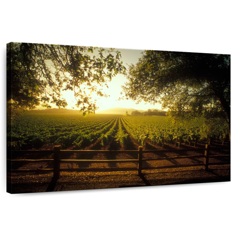 Alvord Oakville Vineyard, H 32 po x l 48 po