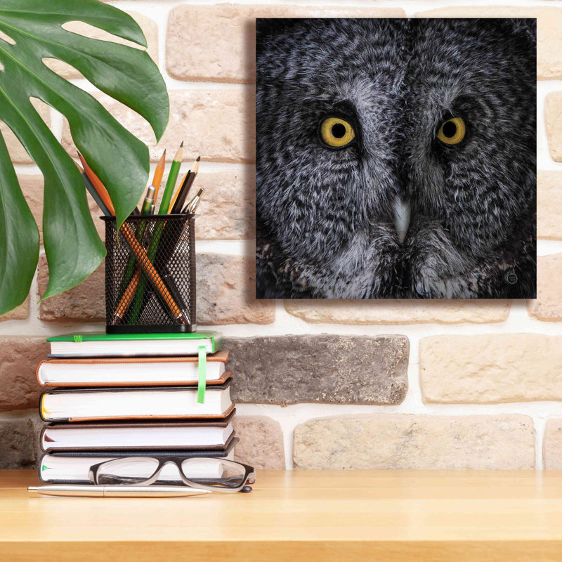 «Great Grey Owl» par Nathan Larson, art mural sur toile, H 12 po x l 12 po x P 0,75 po