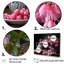 Nature morte bouquet de fuschia-1524228005-1524228003