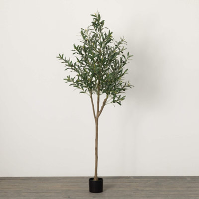Ackerson 72 plantes
