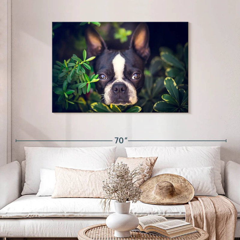 Brampt Boston Terrier Hiding, 30" H x 45" W