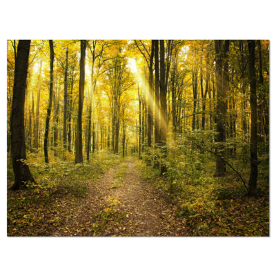 Sunset in Green Autumn Forest - Wrapped Canvas Photograph Print