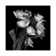 Frayed Tulips, B&W by Magda Indigo - Wrapped Canvas Gallery-Wrapped Canvas Giclée