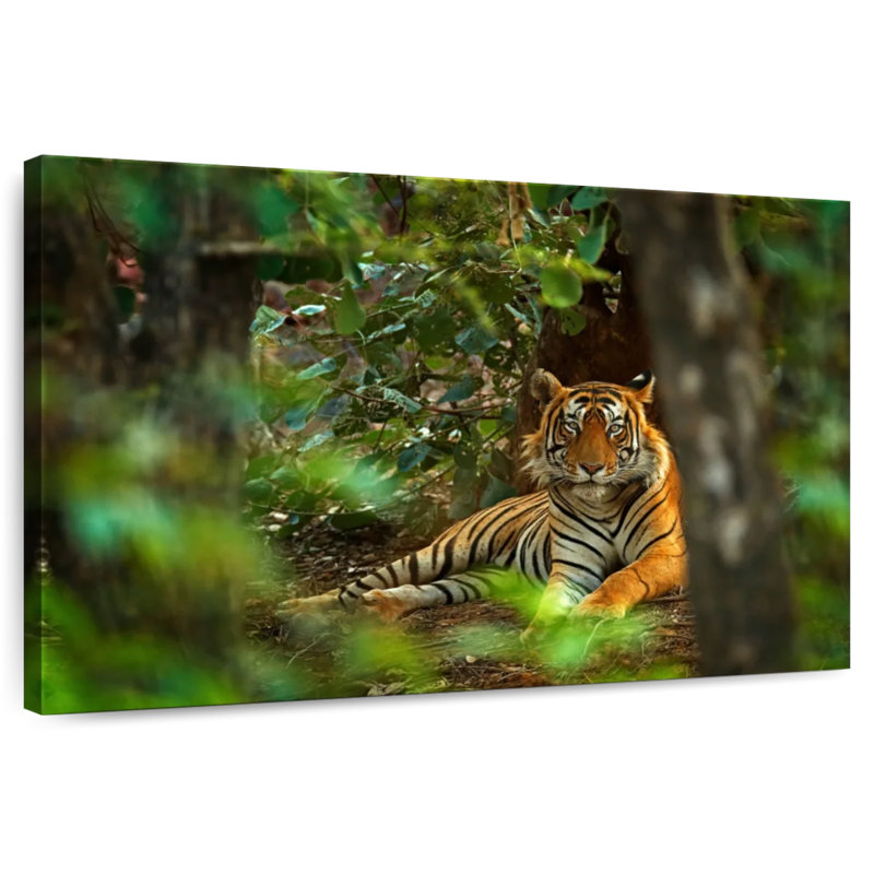 Brampt Indian Tiger, 8" H x 12" W