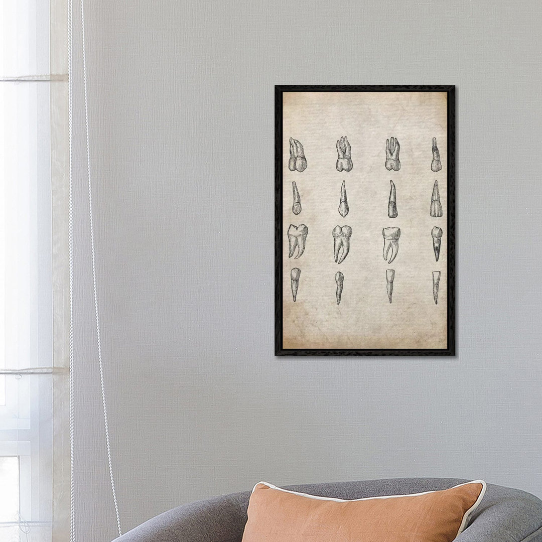 Vintage Teeth Medical Print von FisherCraft - Galerie-verpackte Leinwand Giclée auf Leinwand