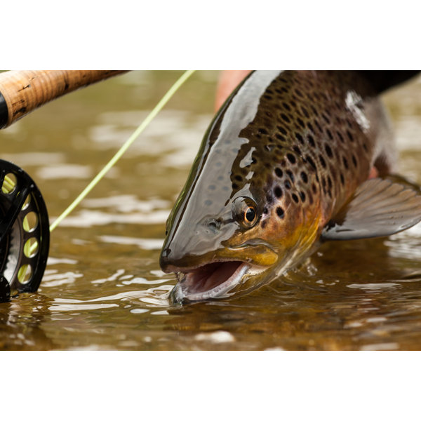 Ebern Designs Brown Trout On Canvas Print 