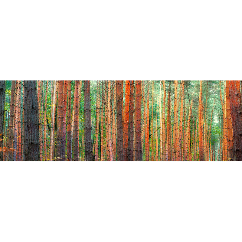 Colours Of The Woods by Pangea Images - Wrapped Canvas Print, 35cm H x 100cm W x 4cm D