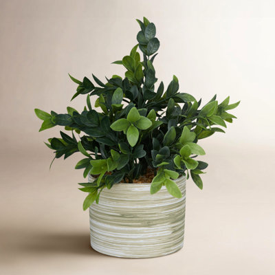 Raegan 11" Eucalyptus Plant in Pot