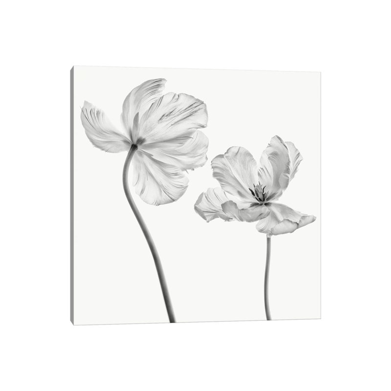 Same Tulip: Front And Backview by Lotte Grønkjær - Wrapped Canvas Print, 45.72cm H x 45.72cm W x 1.9cm D