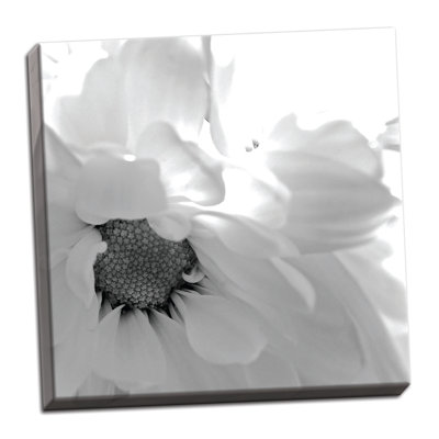 " Blooming Daisy II BW " Print