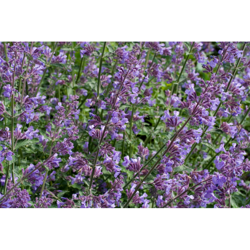 Wild Purple Catnip by Ruhrpix - Wrapped Canvas Print, 30cm H x 46cm W
