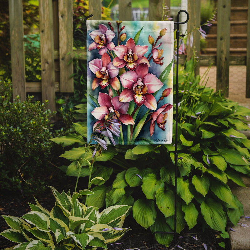 Drapeau d'hypericum ou de millepertuis, Cymbidium orchidées