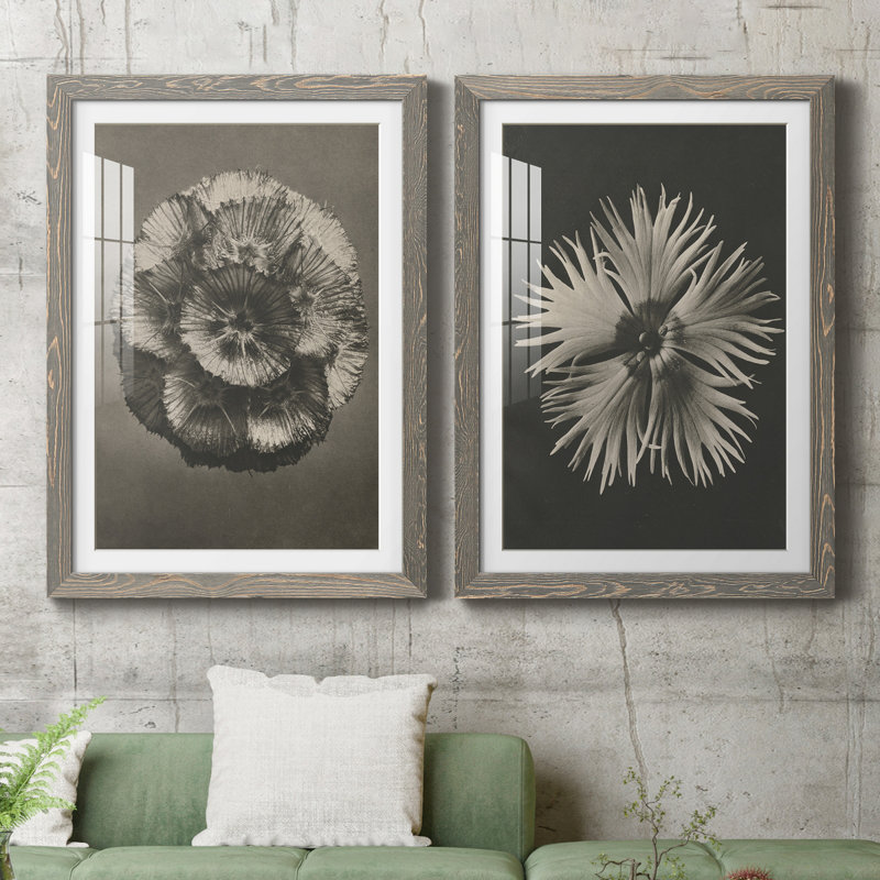 «Blossfeldt Flower III», ensemble de 2 reproductions de photos sur papier encadrées, Cadre en papier gris