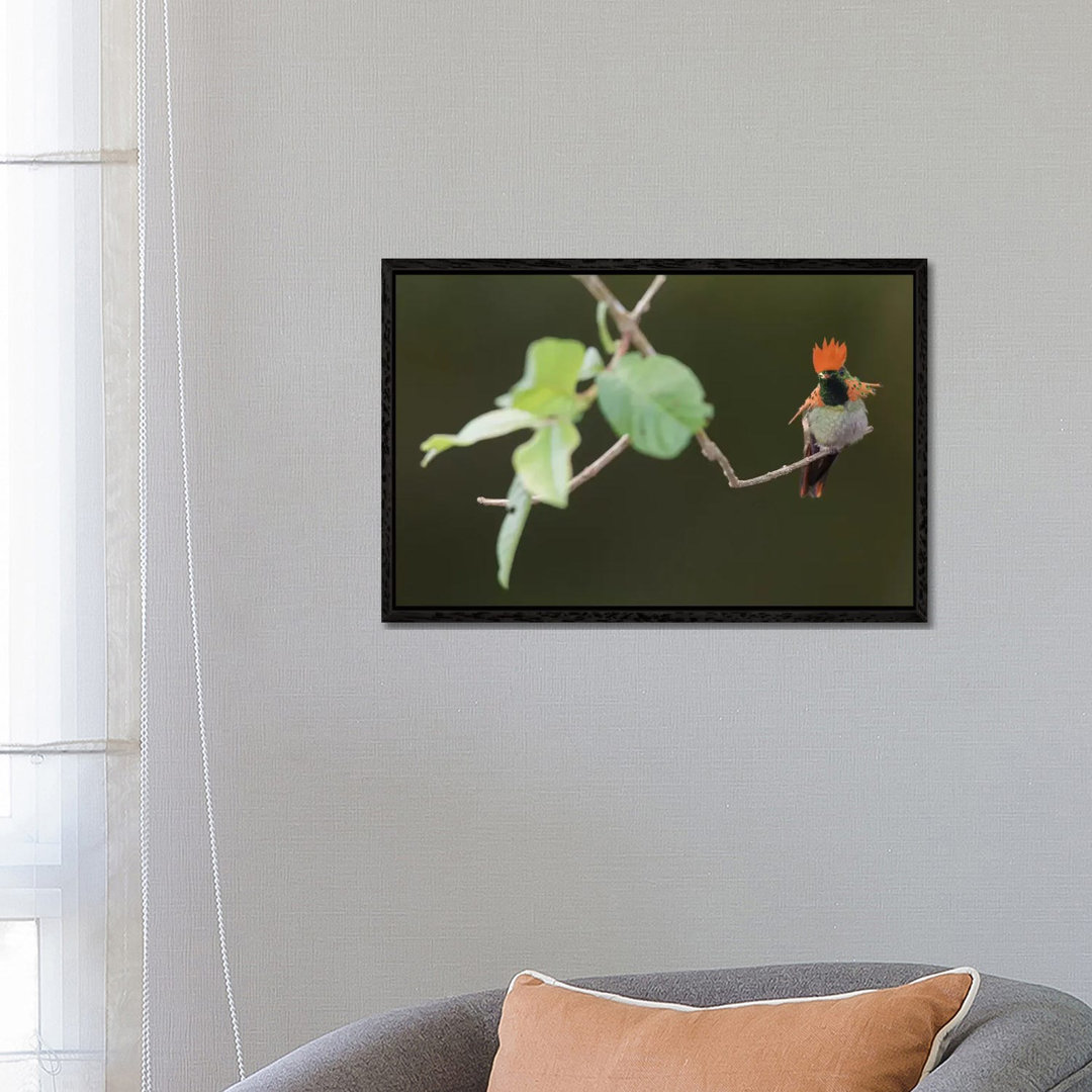 Tufted Coquette von Ken Archer - Galerie- Giclée auf Leinwand