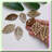30pcs Natural Wood Leaf Earring Blanks 2"