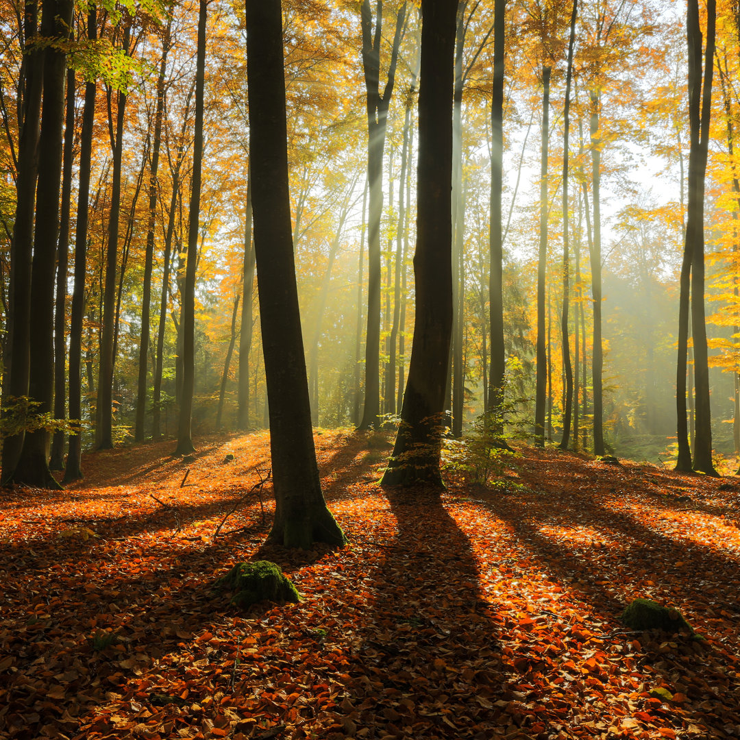 Autumn Forest von Mliberra - Leinwandfoto im Wickel