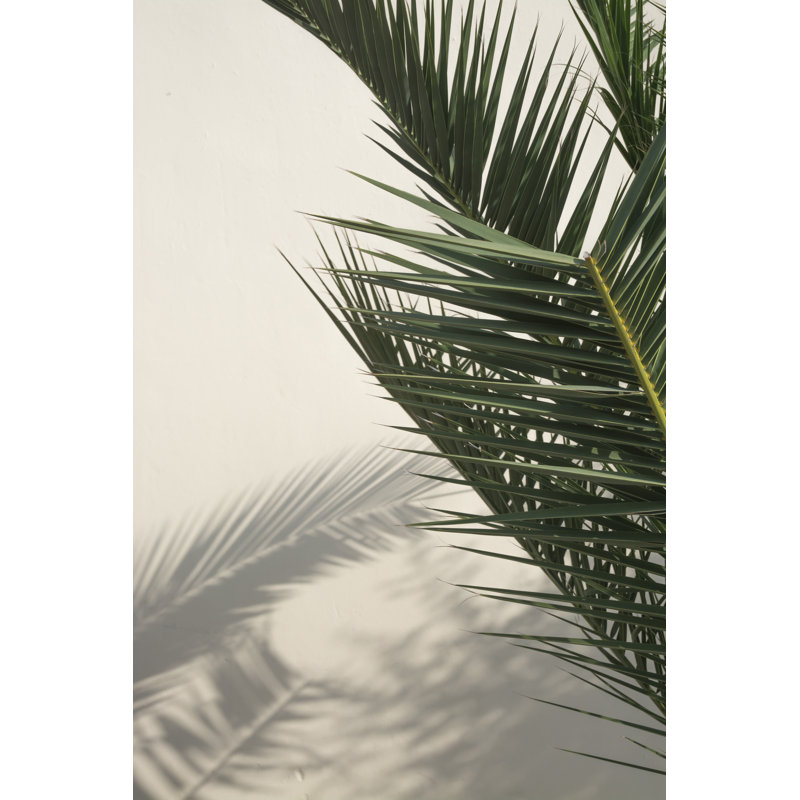 Palm Shadow - Wrapped Canvas Print, 46cm H x 30cm W x 3.8cm D