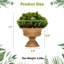11 plantes