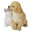 Golden Retriever et chaton