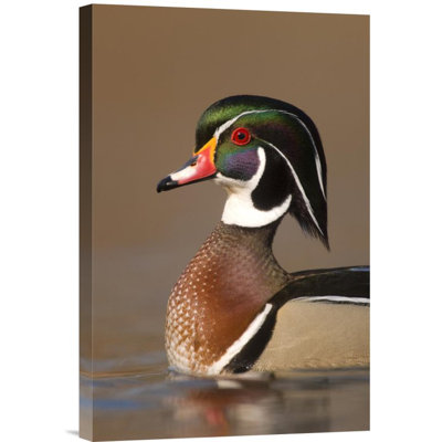 " Wood Duck Male "