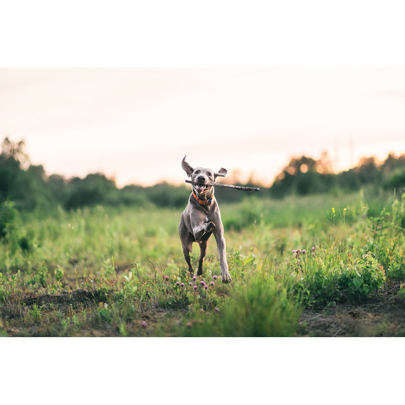 Joyful Dog by Aleksandr Zotov - Wrapped Canvas Print, 30cm H x 46cm W x 3.8cm D