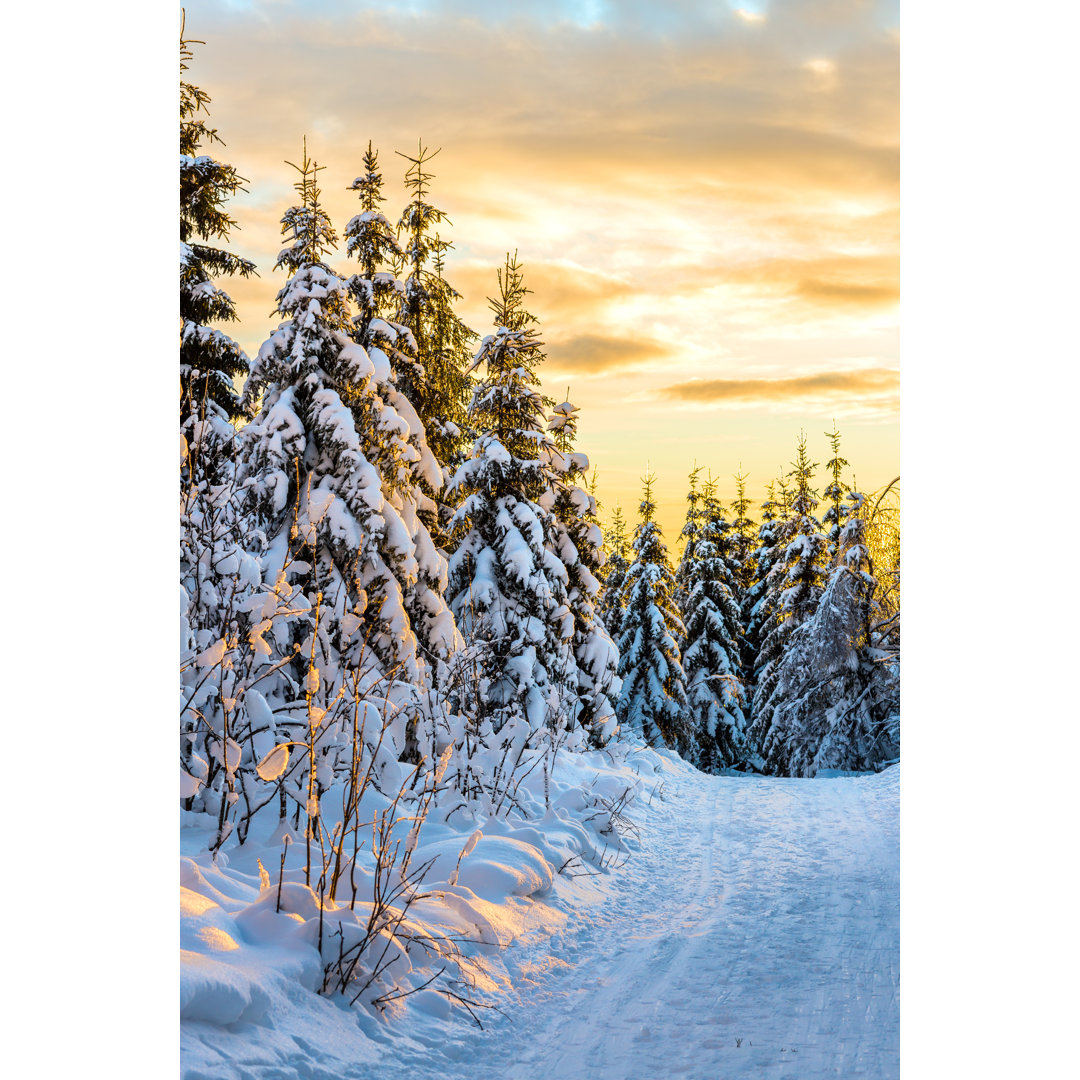 Wald bei Sonnenuntergang von ROMAOSLO - Leinwandbild