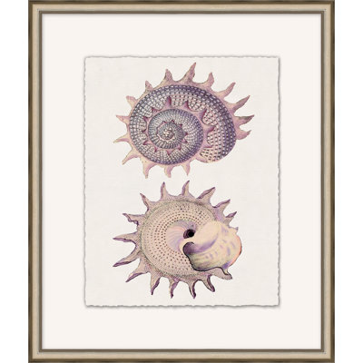 Mauve Shell Study 3 Print