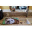 Tapis de séchage à bouledogue admiral english
