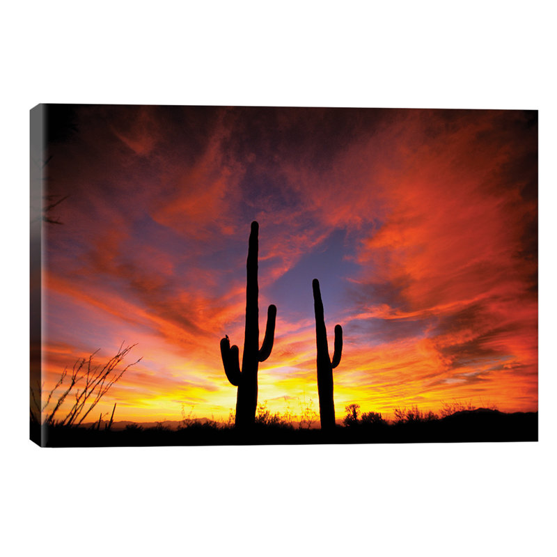 A Pair Of Saguaro Cacti At Sunset, Sonoran Desert, Arizona, Usa by Marilyn Parver - Wrapped Canvas Print