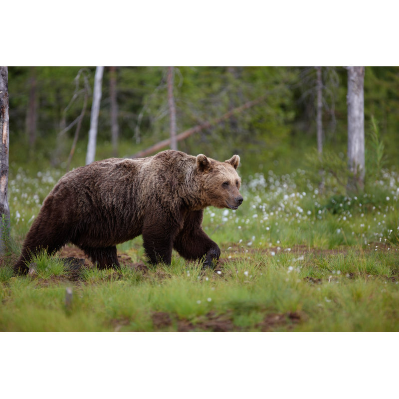 Brown Bear by KaidoKarner - No Frame Print on Canvas, 61cm H x 91cm W