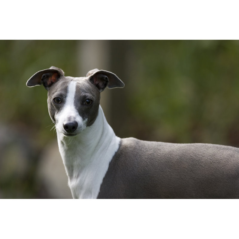 Italian Greyhound by Markhatfield, 20" H x 30" W