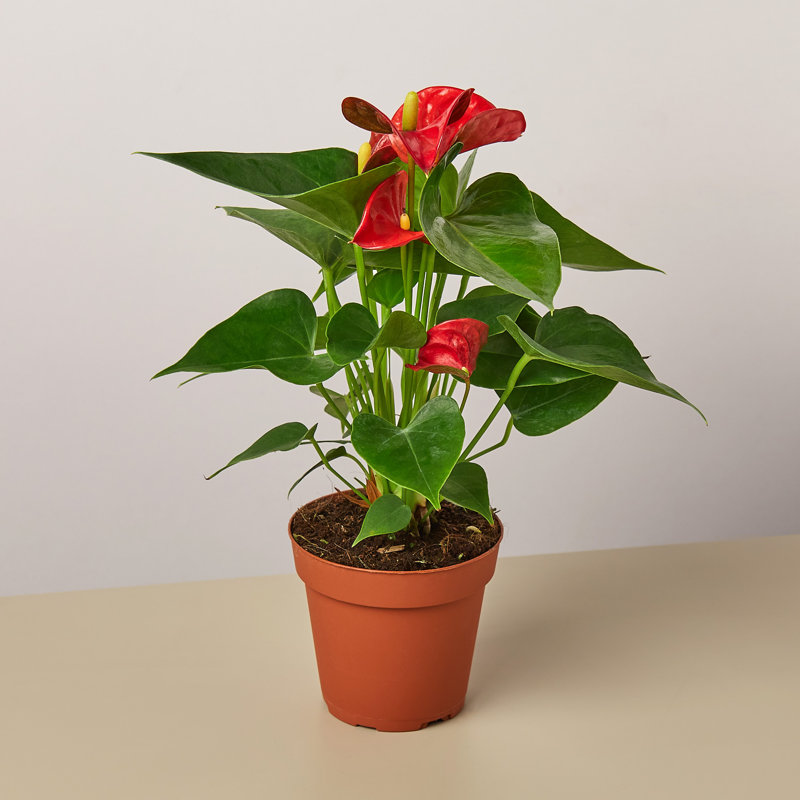 House Plant Shop Live Foliage Plant Low Maintenance Plant Rattan