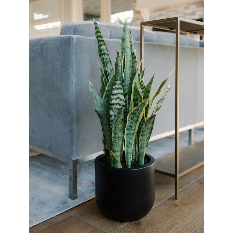 30" Snake Plant