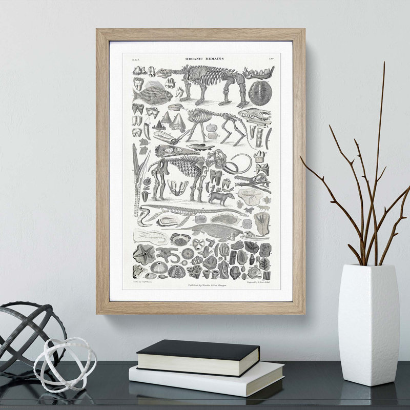 Fossils and Skeletons LXV by Oliver Goldsmith - Picture Frame Drawing Print, Oak Framed, 65cm H x 48cm W x 2cm D